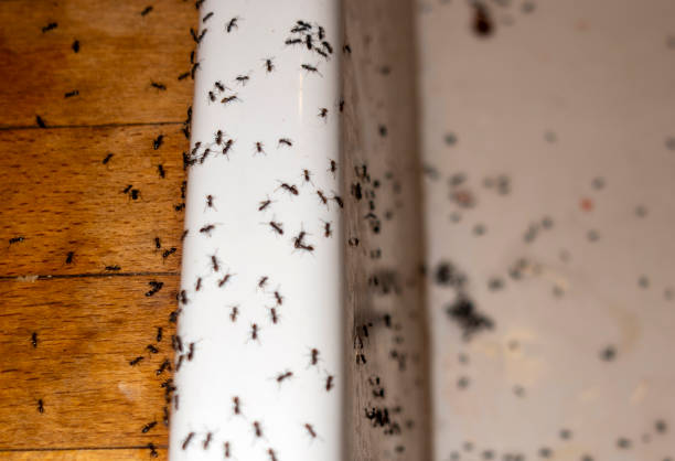 Best Local Pest Control Services  in Belle Fourche, SD